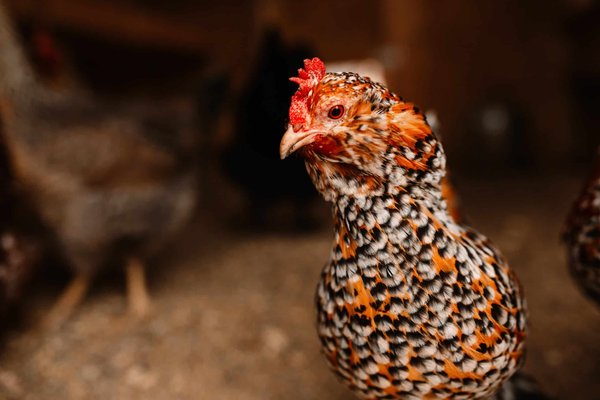 Quelles fleurs planter pour attirer les papillons dans un petit jardin ?